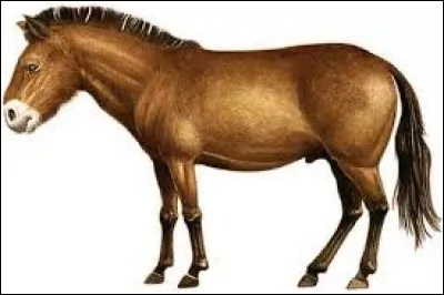 Quel est cet animal ?