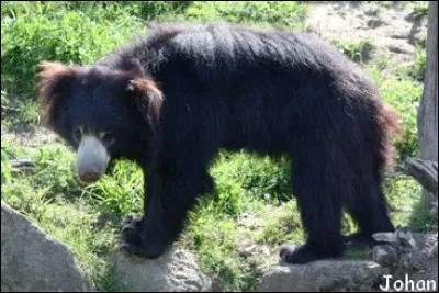 Quel est cet animal ?