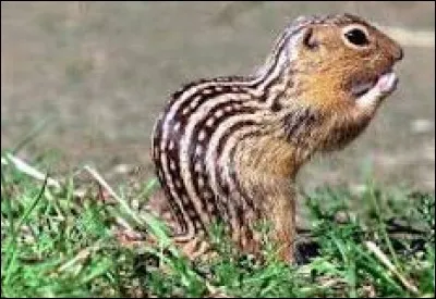 Quel est cet animal ?