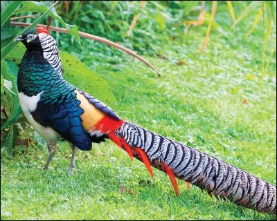 Quel est cet animal ?