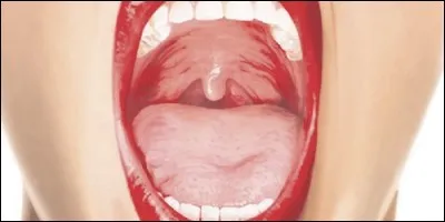 Qu'est-ce qui se balance au-dessus de la langue, à l'entrée du gosier ?