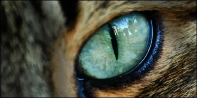 Face à une lumière vive, les pupilles :