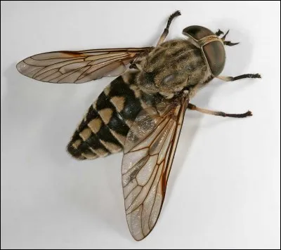 Passons &agrave; l'orthographe. Comment s'&eacute;crit le nom de cet animal ?