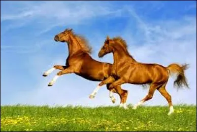 Deux chevaux peuvent-ils avoir exactement la même robe ?