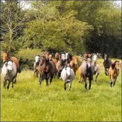 Le cheval a un instinct...