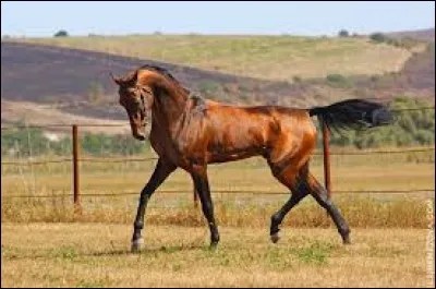 Quelle est la bonne orthographe de cette race ?