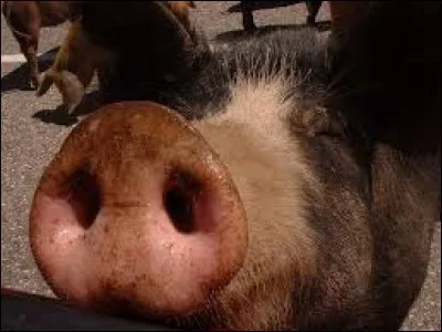 Lequel de ces termes désigne le nez du cochon ?