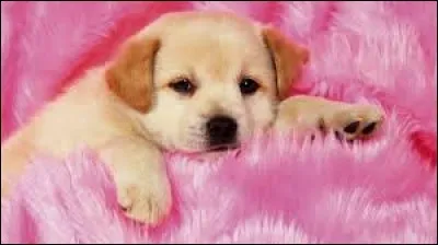 Laquelle de ces races préfères-tu ?