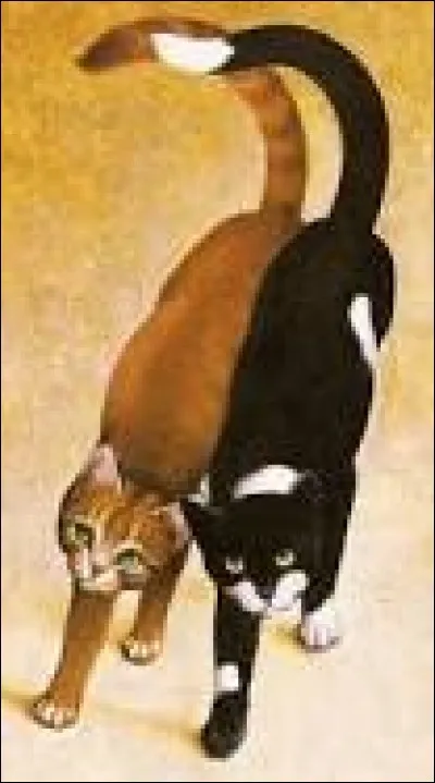 Qui était le meilleur ami d'Étoile de Feu lorsqu'il n'était qu'un chat domestique ?