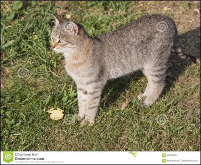 Quel clan Étoile du Tigre voulait-il créer ?