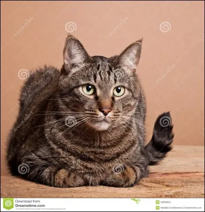 Qui a tué Étoile du Tigre ?