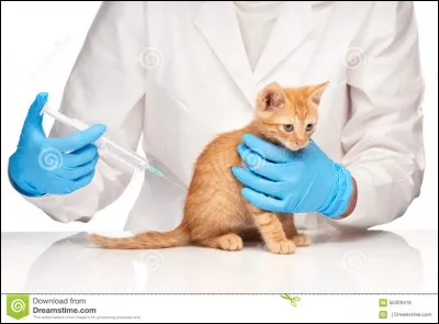 Comment les chats des clans appellent-ils le vétérinaire ?