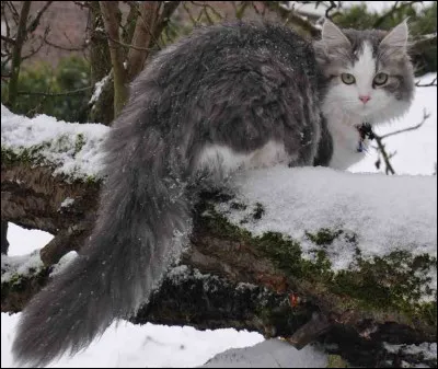 Quels sont les guérisseurs du Clan du Tonnerre au cours du cycle 1 ?
