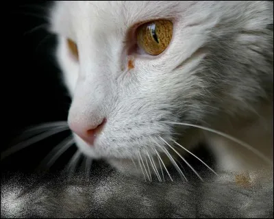 Qui est Museau Cendré ?