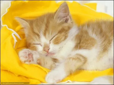 Qui est la mère d'Étoile Brisée ?