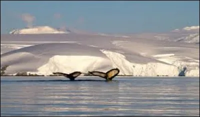 L'un de ces animaux de zone polaire ne vit pas en Antarctique. Duquel s'agit-il ?