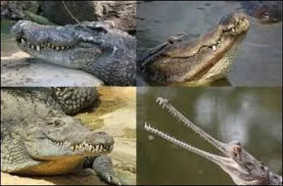 Lequel de ces membres de la famille des crocodiliens se trouve uniquement en Amérique latine ?