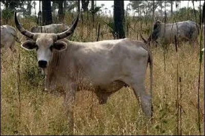 Parmi ces divers bovidés sauvages, citez celui vivant à la fois sur le continent africain et asiatique :
