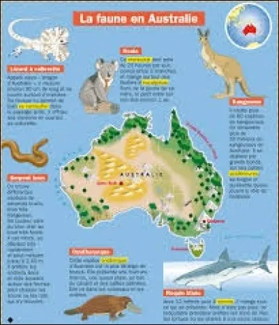 De ces trois grands oiseaux inaptes au vol, lequel ne trouve-t-on pas à l'état sauvage en Océanie ?