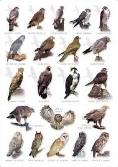 Parmi ces espèces de rapaces diurnes, saurez-vous me dire celle que l'on peut voir en France ?