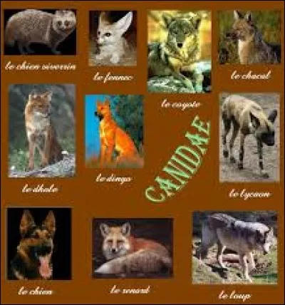 Donnez-moi le nom de ce canidé vivant uniquement sur le continent américain :