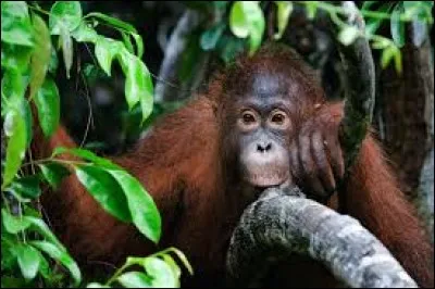 Indiquer le nom de ce singe qui ne vit pas sur le territoire asiatique :