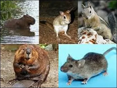 Cliquez sur l'espèce de rongeurs que l'on trouve exclusivement en Amérique :