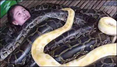 Parmi ces serpents constricteurs, lequel vit sur le continent asiatique ?