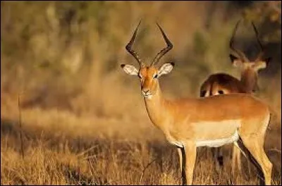 Selon vous, quel prédateur l'impala ne risque-t-elle pas de rencontrer dans les vastes plaines africaines ?