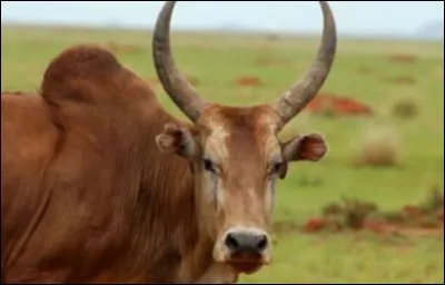 Comment s'appelle l'animal en photo ?