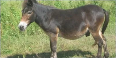 Comment s'appelle le petit d'un cheval et d'une ânesse ?