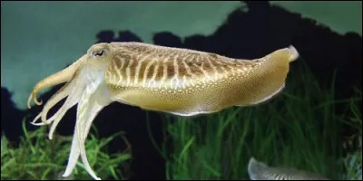 Que fait la seiche pour se défendre ?