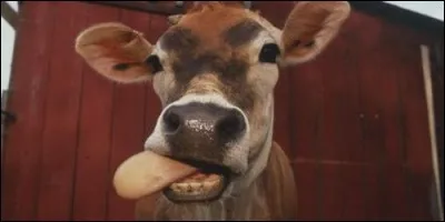 Combien une vache a-t-elle de dents sur sa mâchoire supérieure ?