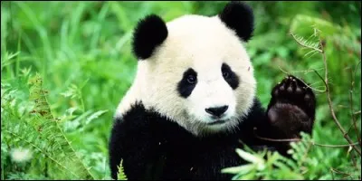 Dans quel pays vit essentiellement la panda géant ?