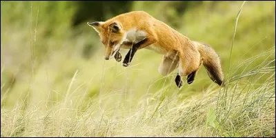 Quelle technique le renard utilise-t-il pour chasser ?