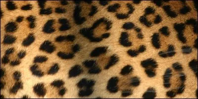 Lequel de ces félins peut être des neiges, noir ou de java ?