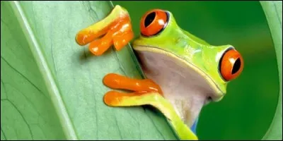 À quelle classe de vertébrés appartient la grenouille ?