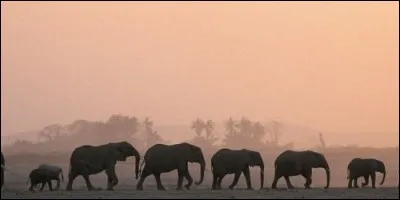 Comment appelle-t-on un troupeau d'éléphants ?