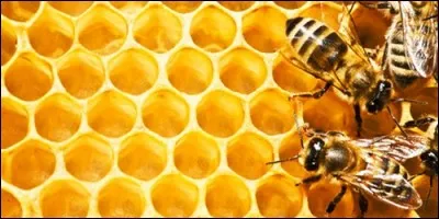 Les abeilles ont des dards.