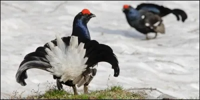 Quel est l'autre nom du coq des bouleaux ?