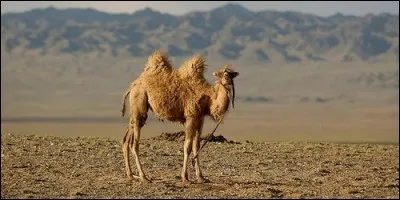 À quelle famille appartient le chameau ?
