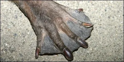 Lequel de ces mammifères n'a pas les pattes palmées ?