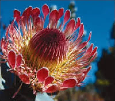 Quel pays a pour emblème la protée royale qui doit son nom au dieu grec Protée ?