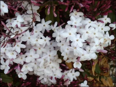 Quel pays a connu une révolution de jasmin en référence à sa fleur nationale ?
