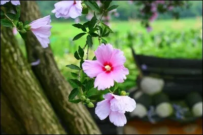 Quel pays asiatique a pour emblème l'hibiscus syriacus aussi appelé rose de Sharon ?