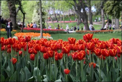 La tulipe est généralement associée à la Hollande mais quel autre pays a aussi pour fleur nationale la tulipe ?