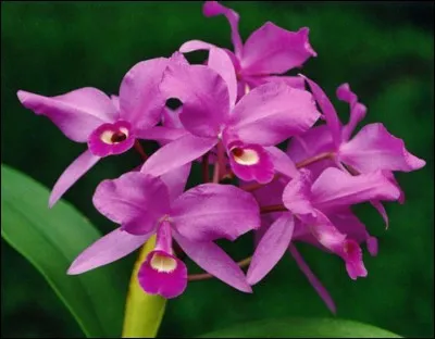 Quel pays ayant pour capitale la ville de San José a pour fleur nationale une orchidée mauve au coeur blanc appelée la guaria morada ?