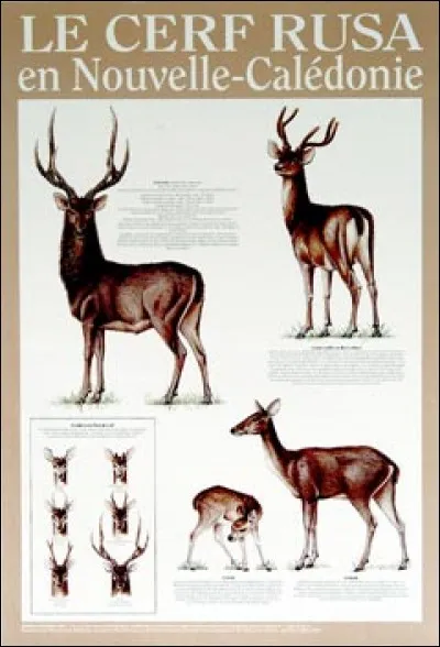 ... et à combien peut être estimée la population de cerfs aujourd'hui ?