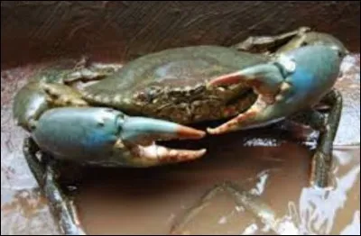 Si la pêche du crabe mou est totalement interdite, celle du crabe (dur) ne l'est que deux mois dans l'année ; lesquels ?