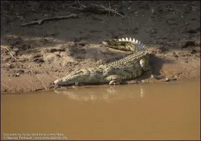 Quel est ce crocodile ?